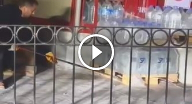 Karadeniz'de korkutan görüntü: Cadde ortasında yılan paniği!