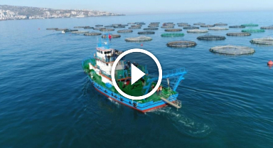 Karadeniz Somonu ihracatına 'Göl somonu' darbesi