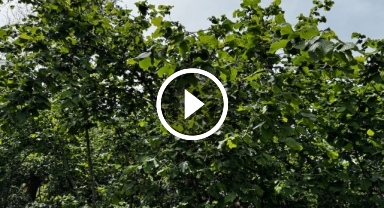 Bahçelerde kahverengi kokarcayla mücadele sürüyor