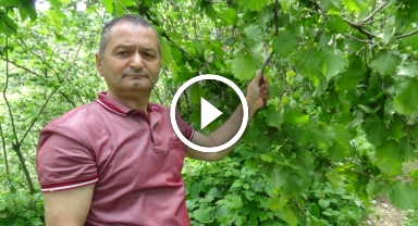 Fındık üreticisi sevinemiyor!