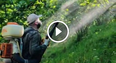 Giresun'da fındık üreticileri yoğun mesaide