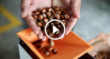 Giresun'da meslek lisesi öğrencilerinin geliştirdiği fındık kırma makinesi tescillendi