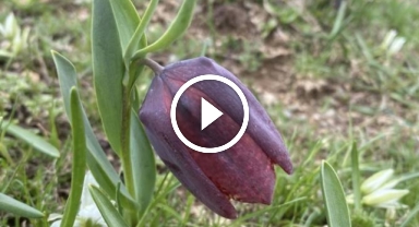 Giresun'da ters laleler açtı