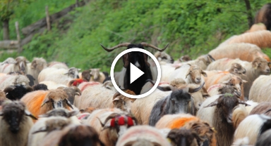 Karadeniz yaylalarına zorlu göç yolculuğu başladı   