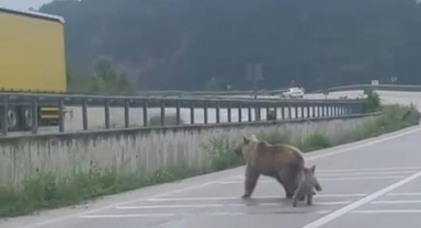 Anne ayı otobanda yavrusunu aradı
