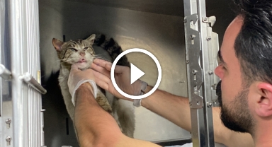 Sokak kedisi, kulağındaki tümörle veteriner hekimin ayağına gitti