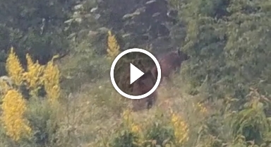 Gündüz vakti şaşırtan misafirler kameraya takıldı  