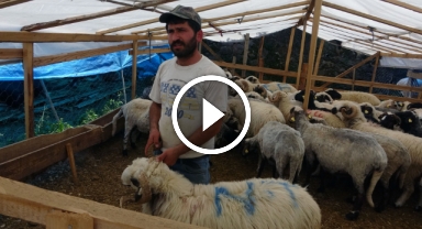 Kurban satıcıları, yurtdışı bağışlardan ve marketlerden şikayetçi