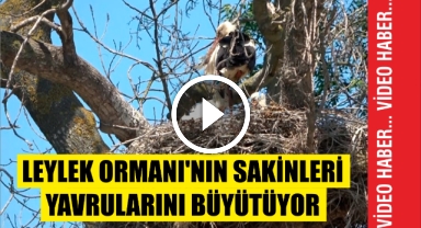Leylek Ormanı'nın sakinleri yavrularını büyütüyor