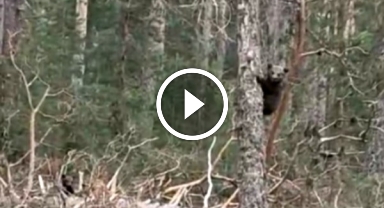 Ormanda ayıları gören vatandaş ilginç sesler çıkararak ayılara seslendi