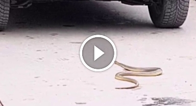 Sıcaktan bunalarak bir aracın altında giren yılan doğaya salındı