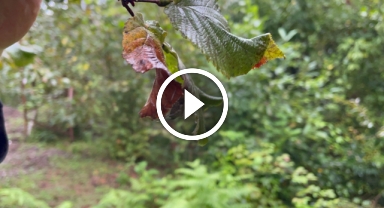 Artvin'de başlayan tehlike Karadeniz'den sonra tüm Türkiye'ye yayılıyor