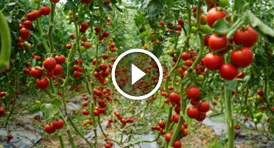 Bu domatesler hastalık ve virüse yakalanmıyor