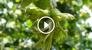 Fındık üreticilerine erken hasat uyarısı