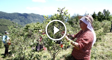 Giresun'da devlet desteğiyle maviyemiş üretimi ve çiftçinin kazancı arttı