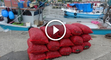 Karadeniz'de deniz salyangozuna rağbet arttı