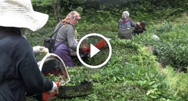 Mahalleli imeceyle hastanede yatan komşularının çayını topladı