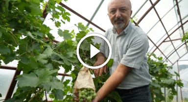 Turfanda üzüm projesi umut vaad ediyor