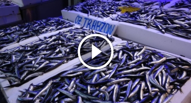 Balıkçılardan hamside av kotası uygulamasına sert tepki!