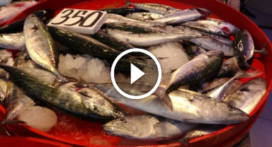 Bu sezon palamut da, istavrit de umut verici