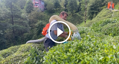 Çay Hasadında Devrim: Vakumlu Çay Toplama Makinesi