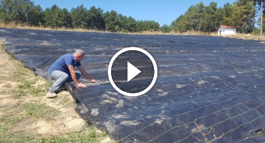 "Dünyanın en pahalı baharatı" safranda erken üretim sağlayacak sistem