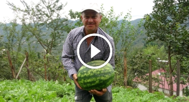 Fındık Bahçesinden Karpuz Tarlasına