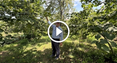 Fındık üreticisi, harmana yerden ısıtma sistemi kurmak için kolları sıvadı