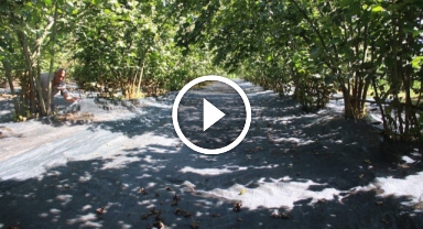 Fındıkta verimliliği artıran sistem