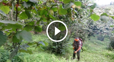 Giresun'da fındık üreticileri hasada hazırlanıyor