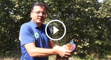 Giresun'da keneyle mücadelede önlemler artıyor