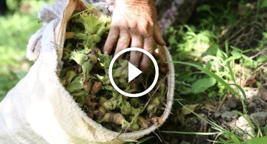 Giresun'da yerden toplama yöntemi ile fındık hasadında verimlilik artıyor