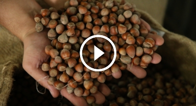 Giresun fındığı 135,96 TL'den sezonu açtı!