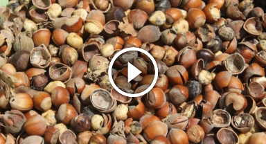 Kahverengi kokarca fındığı vurdu… Üreticiler mağdur