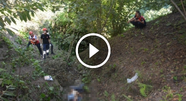 Kökünden kopan incir ağacı sonu oldu