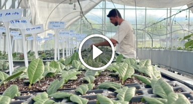 Rize çayı kuraklığa hazırlanıyor