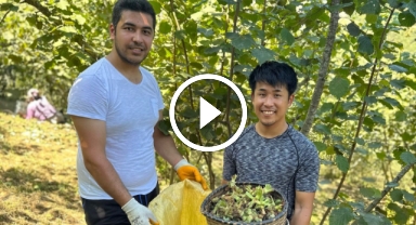 Şaka değil gerçek! Fındık toplamak için Japonya'dan Giresun'a geldi