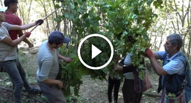 "Doğu'nun Karadeniz'i" Hizan'da çiftçiler fındık hasadında