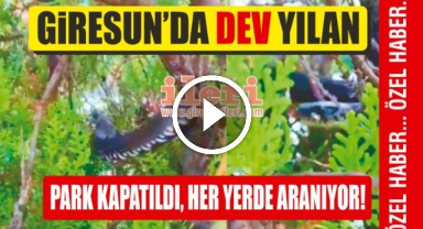 Giresun'da dev yılan görüldü! Yakalanması için çalışma başlatıldı