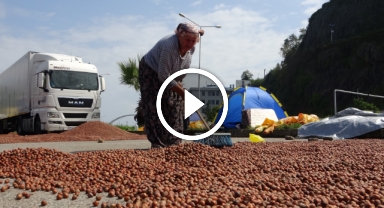 Giresun'da Fındık Üreticileri Acil Masraflar İçin Fındığını Kurutma ve Satma Telaşında