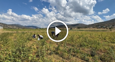 Giresun'un coğrafi işaretli kuru fasulyesinde hasat başladı