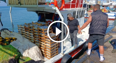 Palamut Azalıyor, 50 Kayığın Sadece 10'u Balık Tutabiliyor