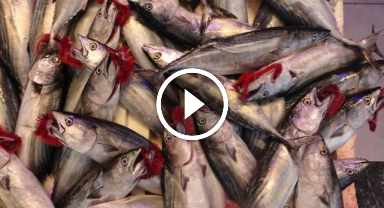 Palamut bolluğu tezgâhlarda... Balıkçılardan tuzlama önerisinde bulundu