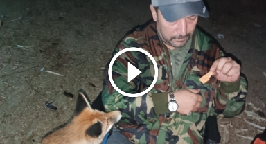 Tilkiyi bisküvi ile besledi   