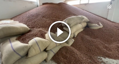 Türkiye'nin 2023-2024 Fındık İhracatında Rekor Artış: 124 Ülkeye 303 Bin Ton Fındık Satıldı