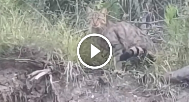 Yaban kedisi görüntülendi