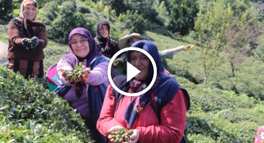 Çayın yaprağı da çöpü de tohumu da para ediyor