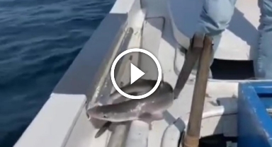 Eski Bakan Dönmez'in Balık Avı Macerası: Oltaya Yavru Köpek Balığı Takıldı