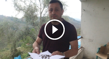 Giresun'da Kahverengi Kokarca ile mücadele zamanı   