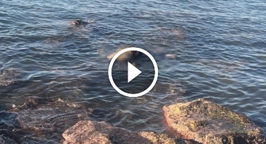 Giresun'da şüpheli ölüm: 16 yaşındaki genç kız sahilde ölü bulundu